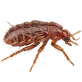 Milben & Parasiten