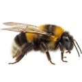 Insekten