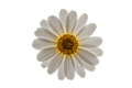 Gräser & Pollen